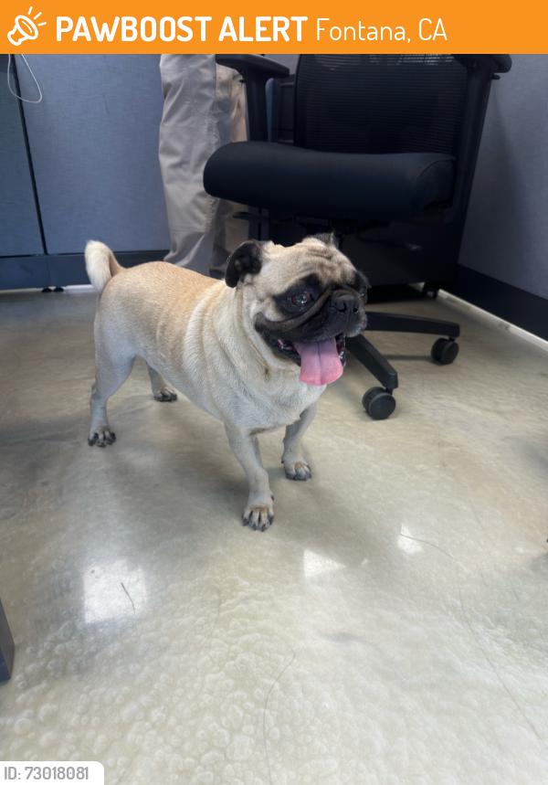 Found/Stray Male Dog last seen Beech ave and valley blvd, Fontana, CA 92335