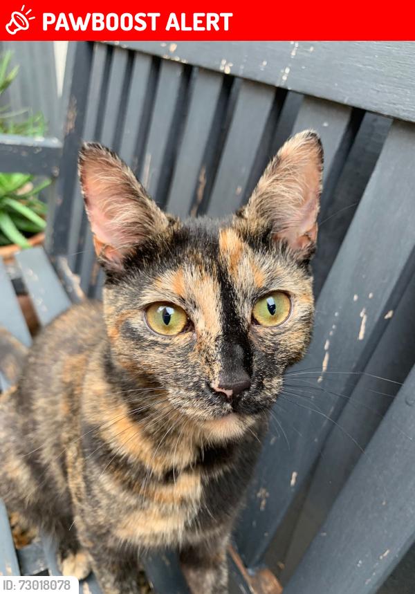 Lost Female Cat last seen Tellson avenue , Greater London, England SE18 4DA