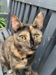 Lost Female Cat last seen Tellson avenue , Greater London, England SE18 4DA