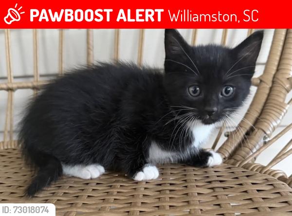 Lost Female Cat last seen Foster Rd, Williamston, SC 29697