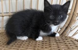 Lost Female Cat last seen Foster Rd, Williamston, SC 29697