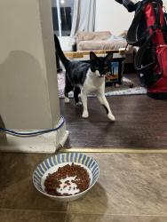 Found/Stray Male Cat last seen NC Farmers Market I-40 exit, Raleigh, NC 27603