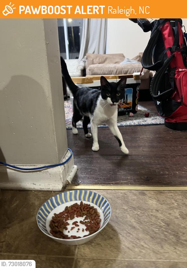 Found/Stray Male Cat last seen NC Farmers Market I-40 exit, Raleigh, NC 27603