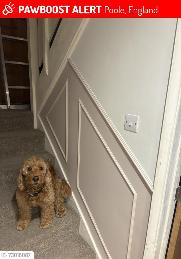 Lost Male Dog last seen delph woods poole in the 2nd car park , Poole, England 