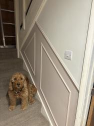 Lost Male Dog last seen delph woods poole in the 2nd car park , Poole, England 