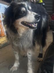 Reunited Unknown Dog last seen Alpine Heights area of South Grade and Little Oaks Lane, Alpine, CA 91901