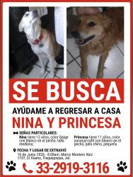 Lost Female Dog last seen Marcos montero Ruiz, Tlaquepaque, Jal. 