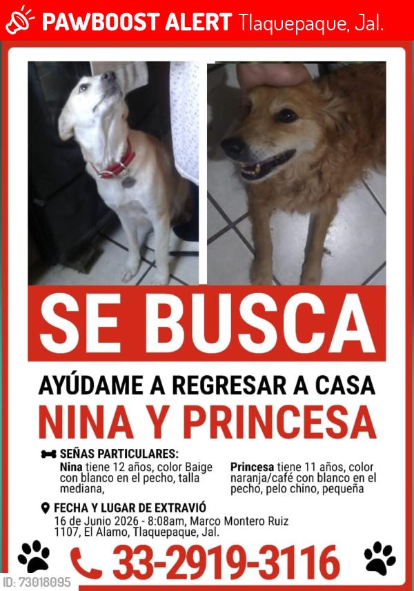 Lost Female Dog last seen Marcos montero Ruiz, Tlaquepaque, Jal. 