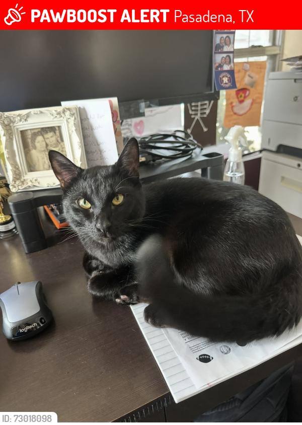 Lost Male Cat last seen Red bluff and Crenshaw, Pasadena, TX 77505