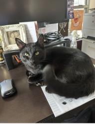 Lost Male Cat last seen Red bluff and Crenshaw, Pasadena, TX 77505