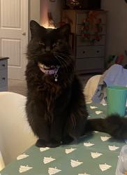 Reunited Female Cat last seen Bridge St, Fuquay-Varina, NC 27526