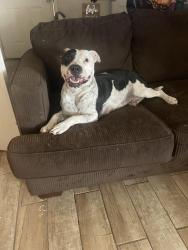 Lost Female Dog last seen I don’t know, Apache Junction, AZ 85120