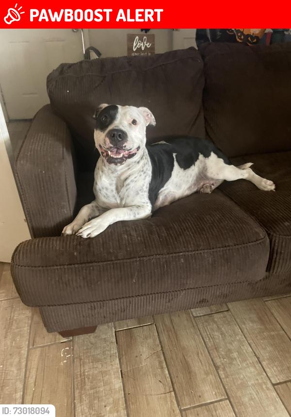 Lost Female Dog last seen I don’t know , Apache Junction, AZ 85120
