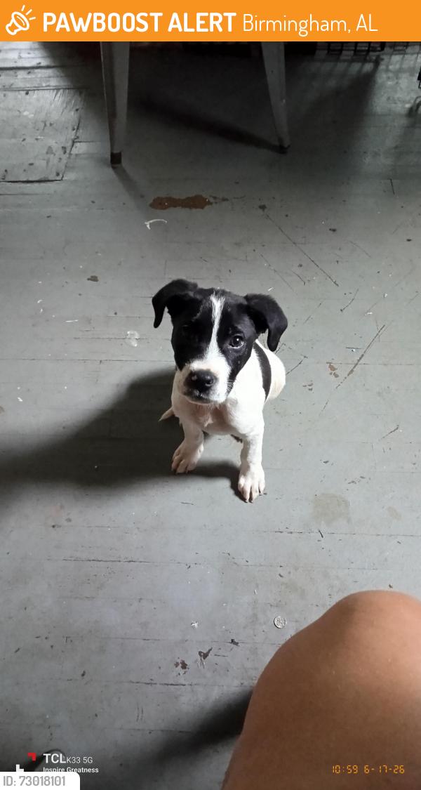 Found/Stray Male Dog last seen Vinesville rd, Birmingham, AL 35064