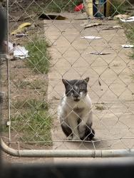 Found/Stray Unknown Cat last seen 32nd/Logan, San Diego, CA 92113