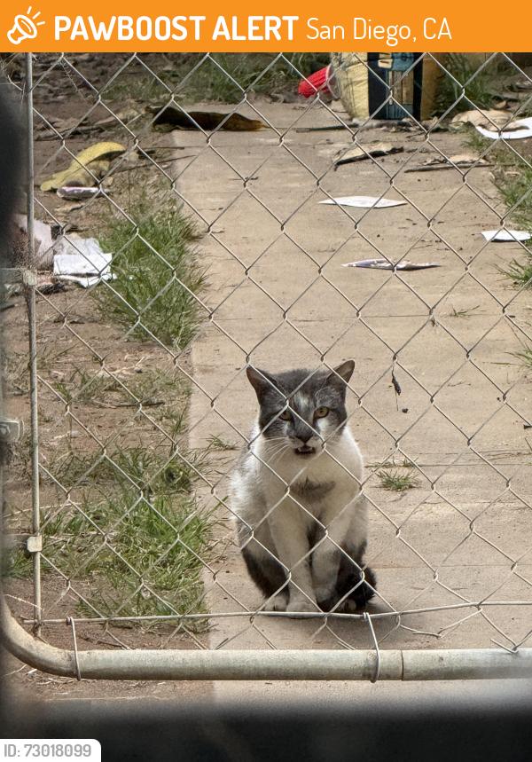 Found/Stray Unknown Cat last seen 32nd/Logan, San Diego, CA 92113