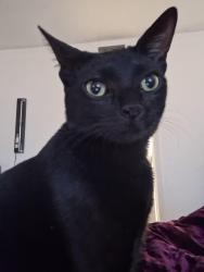 Reunited Female Cat last seen 98th and central, Albuquerque, NM 87121