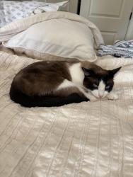 Lost Male Cat last seen SE 148th ave and SE Duke ST, Portland, OR 97236