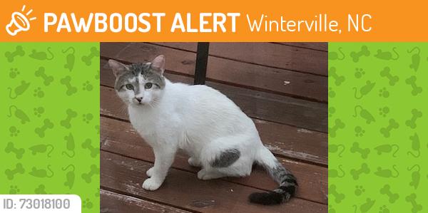 Found/Stray Unknown Cat last seen winterville, Winterville, NC 28590