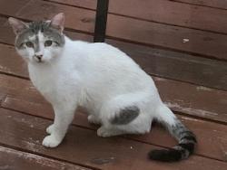 Found/Stray Unknown Cat last seen winterville, Winterville, NC 28590