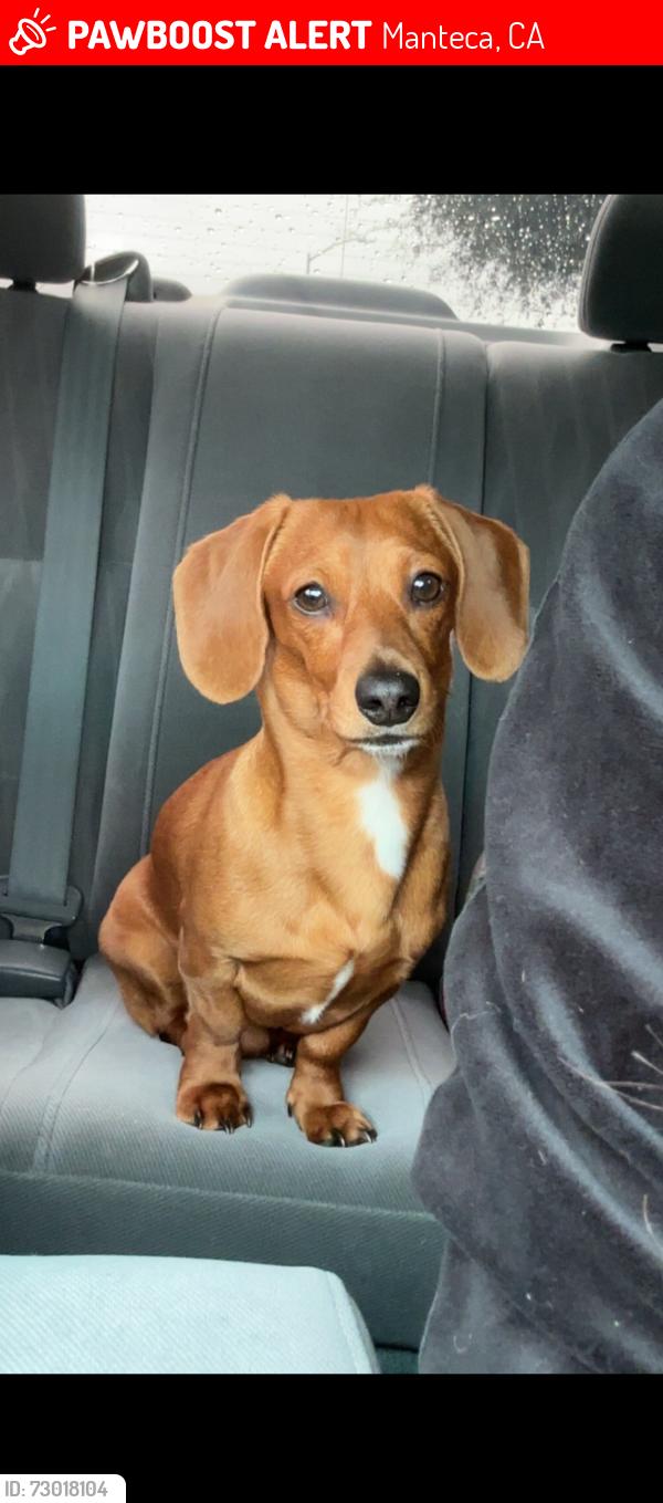 Lost Male Dog last seen Close to Woodward Park, Manteca, CA 95337