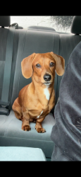 Lost Male Dog last seen Close to Woodward Park, Manteca, CA 95337
