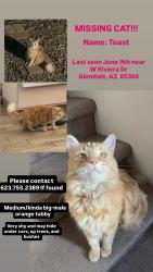 Lost Male Cat last seen w Cactus road / Ironwood Highschool, Glendale, AZ 85304