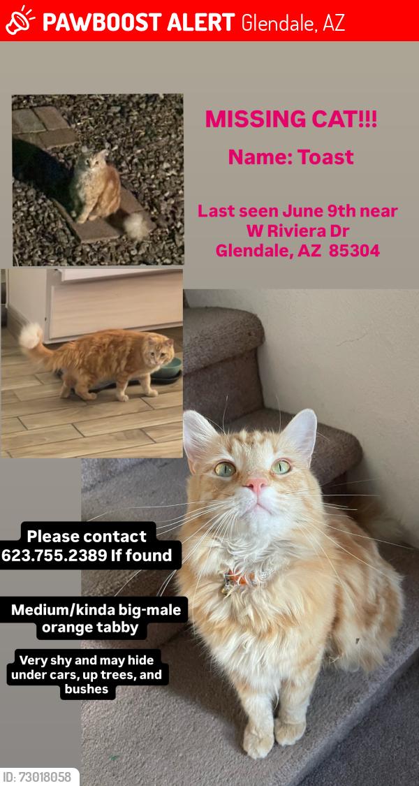 Lost Male Cat last seen w Cactus road / Ironwood Highschool, Glendale, AZ 85304