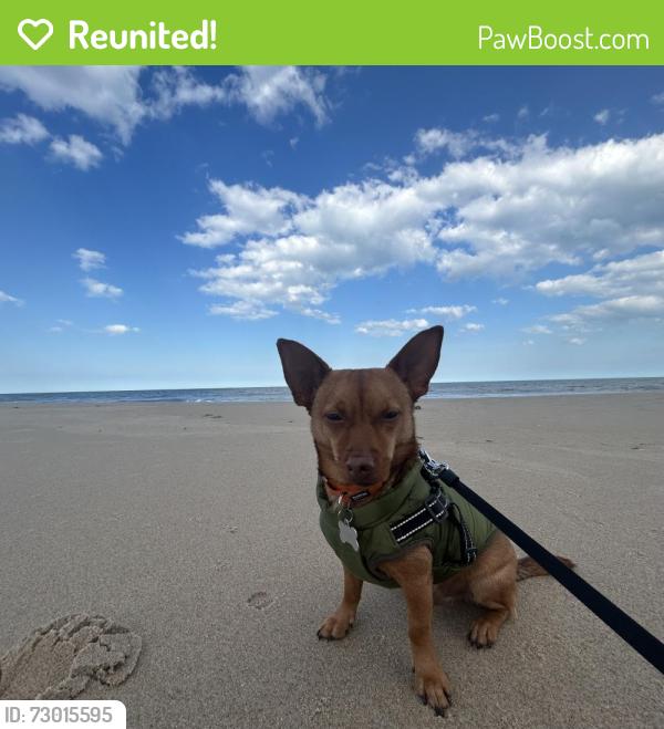 Reunited Male Dog last seen Penderbrook golf community in front of Fair Oaks Mall, Fairfax, VA 22033