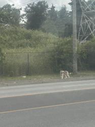 Found/Stray Unknown Dog last seen Speed wash, Surrey, BC V3W 7J7