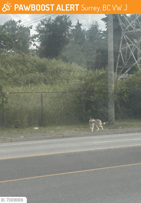 Found/Stray Unknown Dog last seen Speed wash, Surrey, BC V3W 7J7