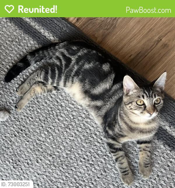 Reunited Female Cat last seen Williams and S road , Richmond, BC V7A 3E9