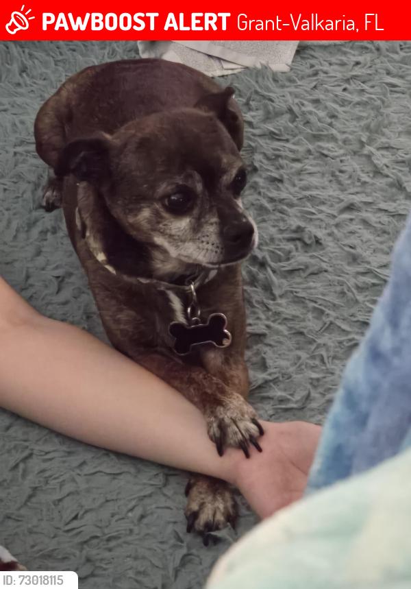 Lost Male Dog last seen Crystal Bay Community , Grant-Valkaria, FL 32949