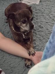 Lost Male Dog last seen Crystal Bay Community , Grant-Valkaria, FL 32949