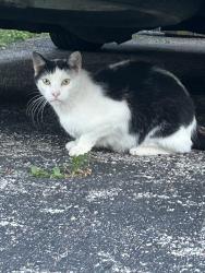 Found/Stray Unknown Cat last seen Grand and Alpine 45236, Silverton, OH 45236
