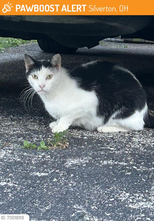 Found/Stray Unknown Cat last seen Grand and Alpine 45236, Silverton, OH 45236