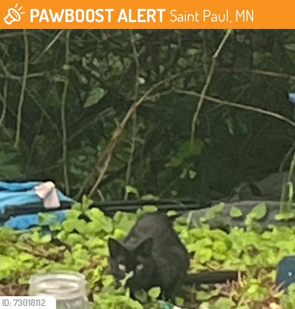 Found/Stray Unknown Cat last seen Near Boy's Totem Town in St. Paul, Saint Paul, MN 55119