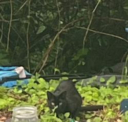 Found/Stray Unknown Cat last seen Near Boy's Totem Town in St. Paul, Saint Paul, MN 55119