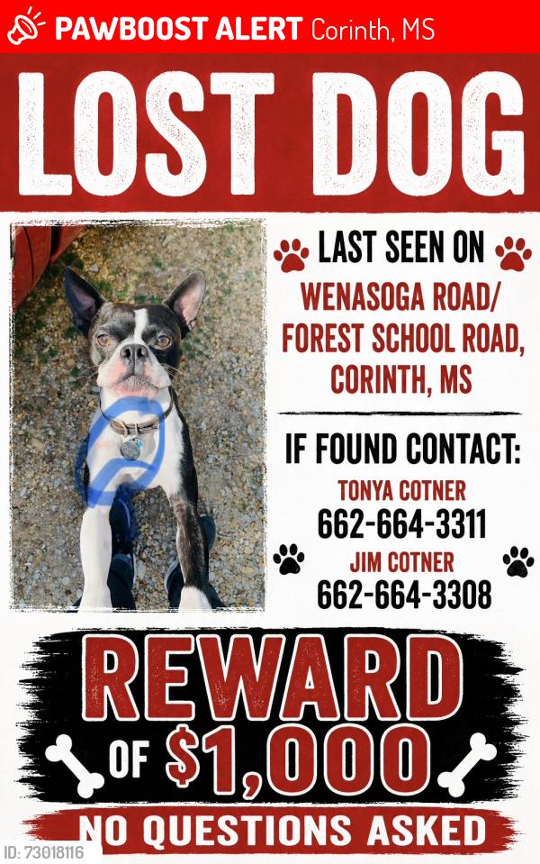 Lost Male Dog last seen Near Cr 708 Corinth, MS 38834, Corinth, MS 38834