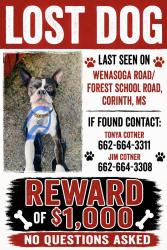 Lost Male Dog last seen Near Cr 708 Corinth, MS 38834, Corinth, MS 38834