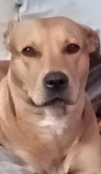 Lost Female Dog last seen De Anza and pico, Palm Springs, CA 92262