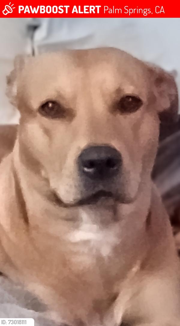 Lost Female Dog last seen De Anza and pico, Palm Springs, CA 92262