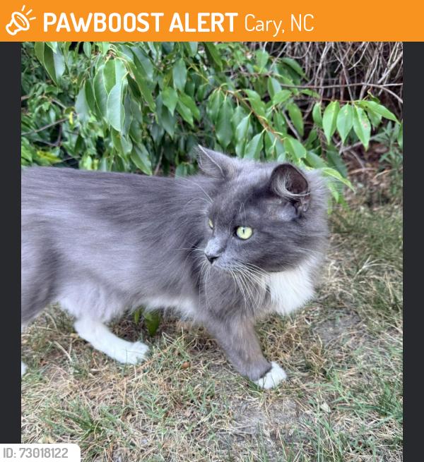 Found/Stray Unknown Cat last seen Stone Creek Cary, Cary, NC 27519