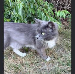 Found/Stray Unknown Cat last seen Stone Creek Cary, Cary, NC 27519