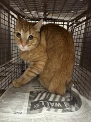 Shelter Stray Female Cat last seen , West Valley Animal Shelter, 20655 Plummer St, Chatsworth, CA 91311, USA