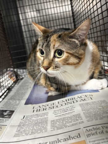 Shelter Stray Female Cat last seen , West Valley Animal Shelter, 20655 Plummer St, Chatsworth, CA 91311, USA