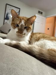Reunited Male Cat last seen 15th and Old Ryan Rd, Oak Creek, WI 53154