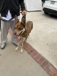 Found/Stray Female Dog last seen Hollingsworth Elementary , West Covina, CA 91792