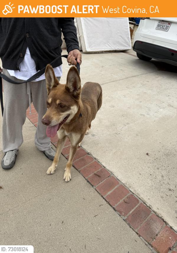 Found/Stray Female Dog last seen Hollingsworth Elementary , West Covina, CA 91792