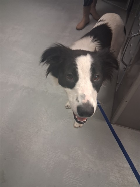 Shelter Stray Female Dog last seen ABANDONED AT SHELTER,  BAKERSFIELD, 201 S Mt Vernon Ave, Bakersfield, CA 93307, USA